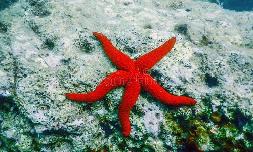 Can You Eat Starfish? The Truth About Edible Starfish